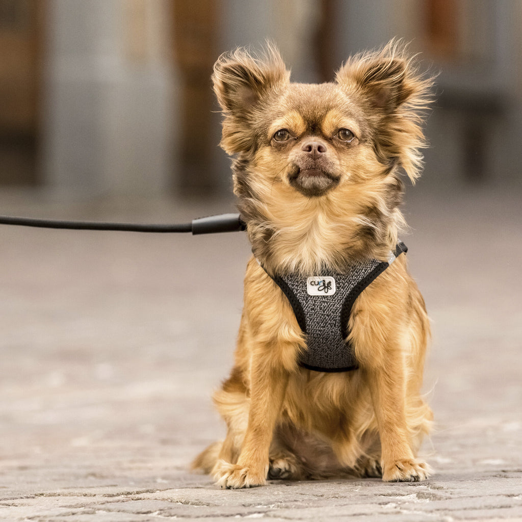  Curli Vest Harness Merino