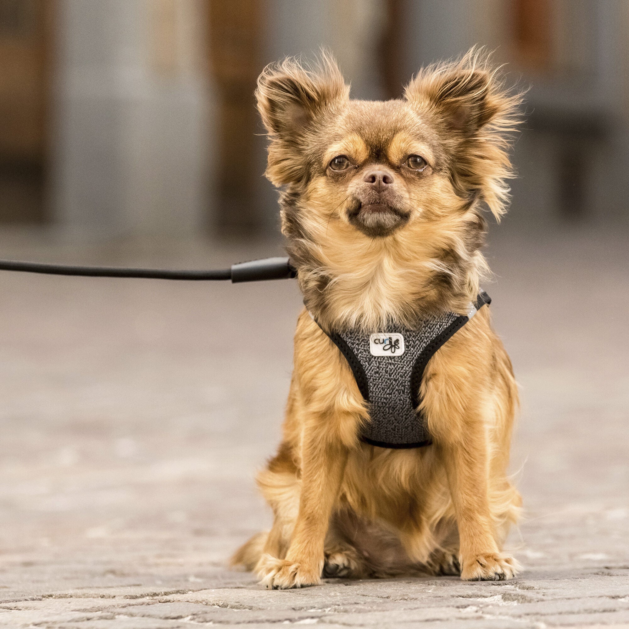  Curli Vest Harness Merino
