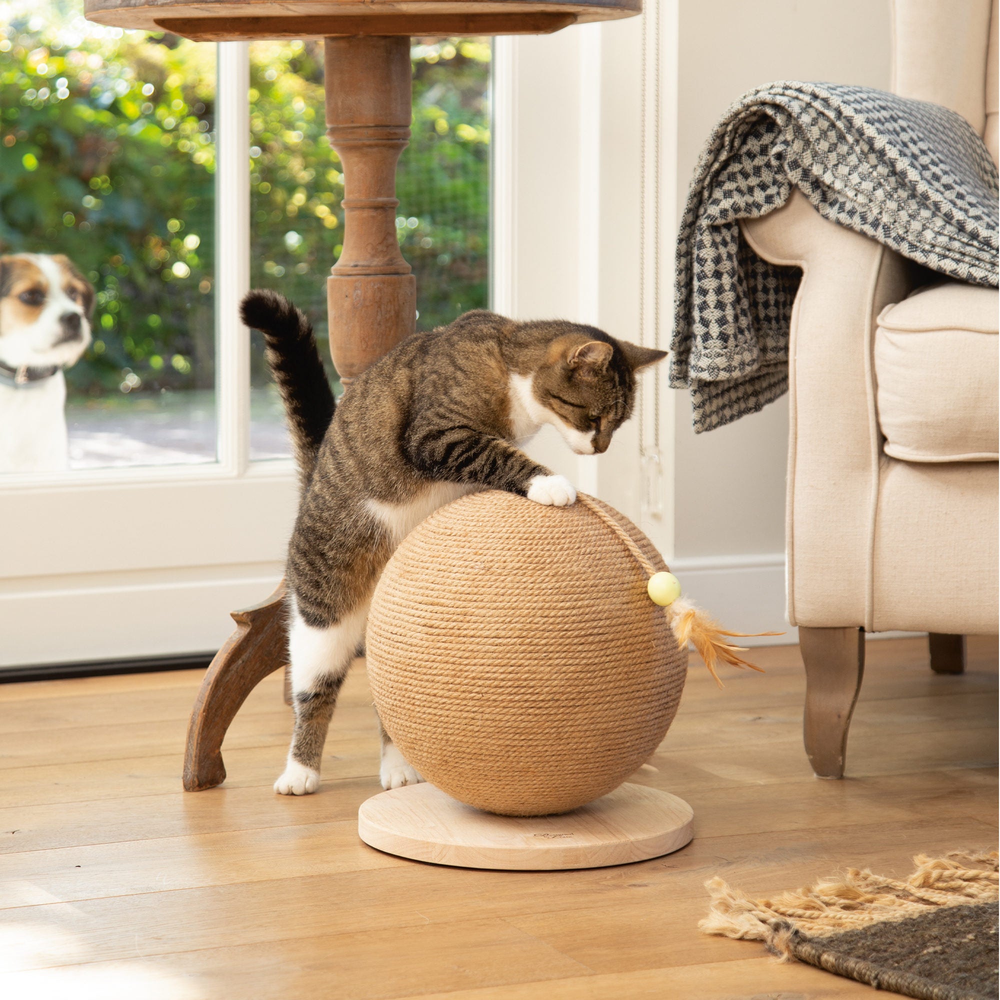  Designed By Lotte Scratching Ball Balty