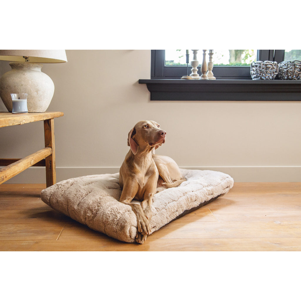 Designed By Lotte Xanti Dog Bed