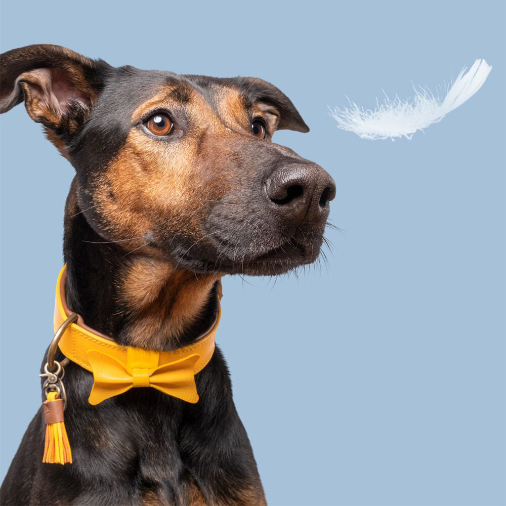  DWAM Collar Bibi