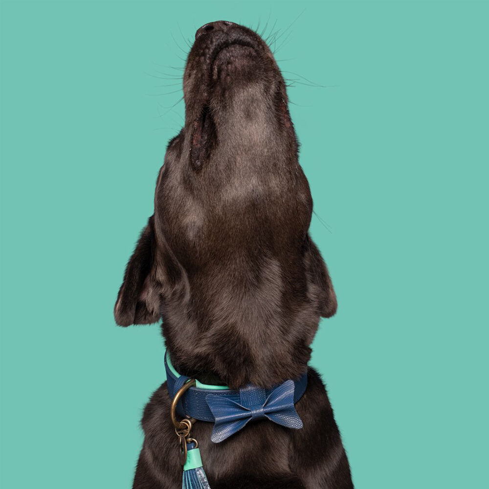  DWAM Collar Buster