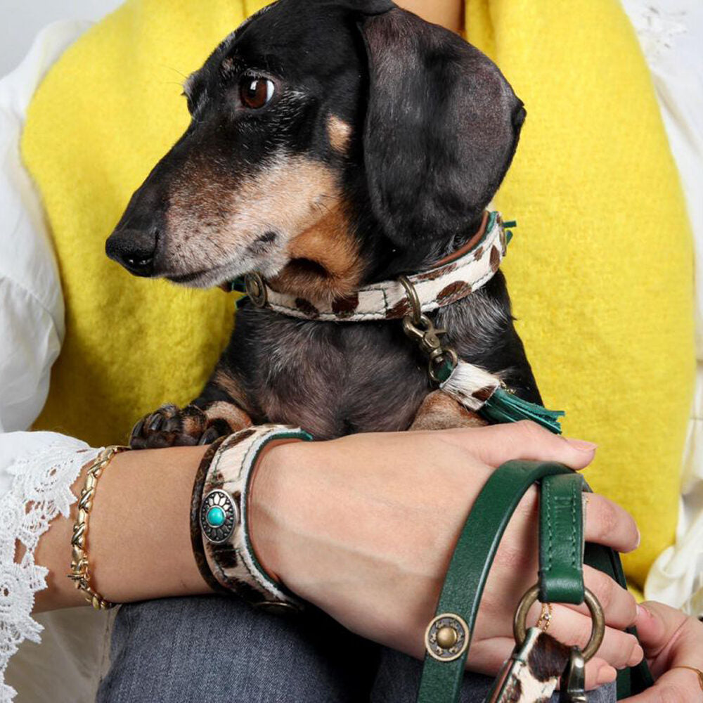 DWAM Collar Ivy 