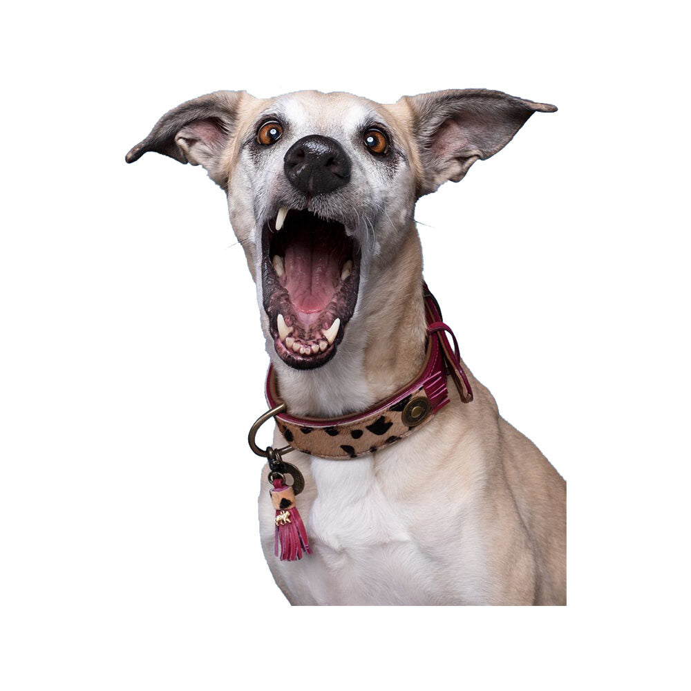  DWAM Collar Lou Lou