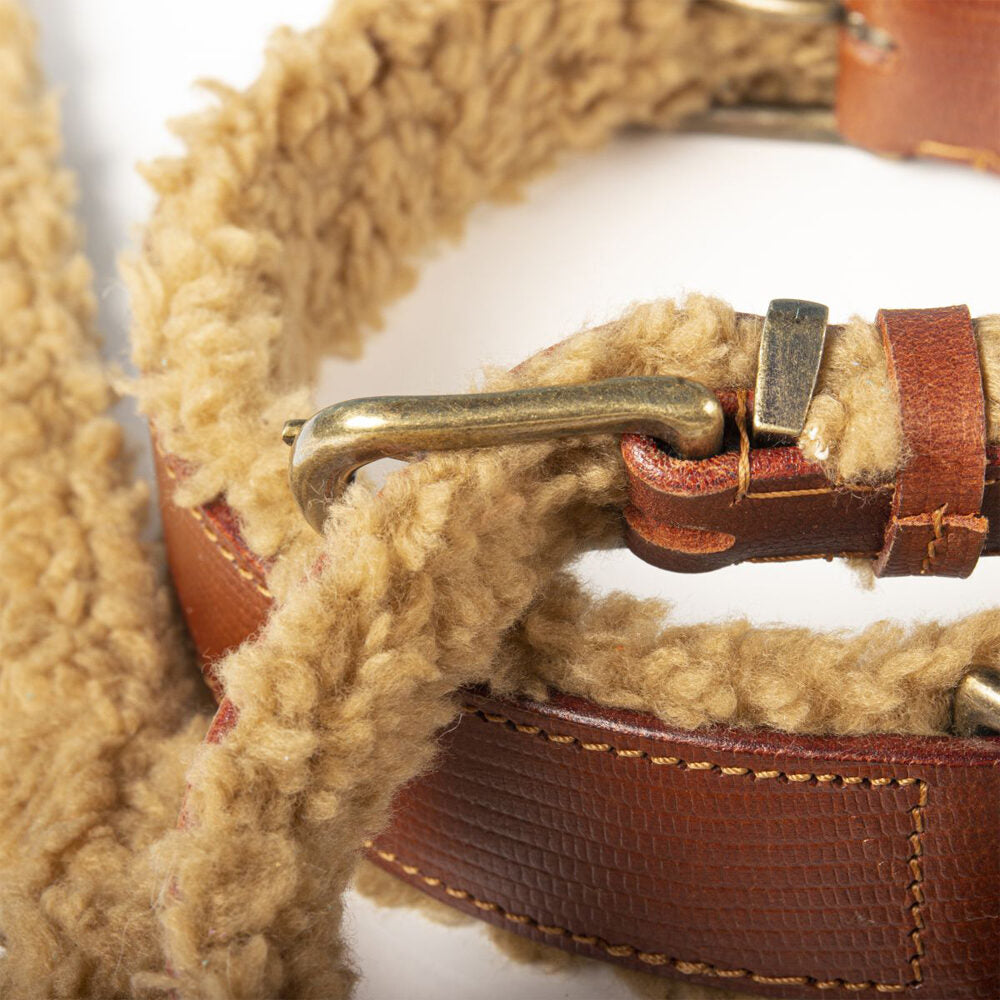  DWAM Collar Teddy