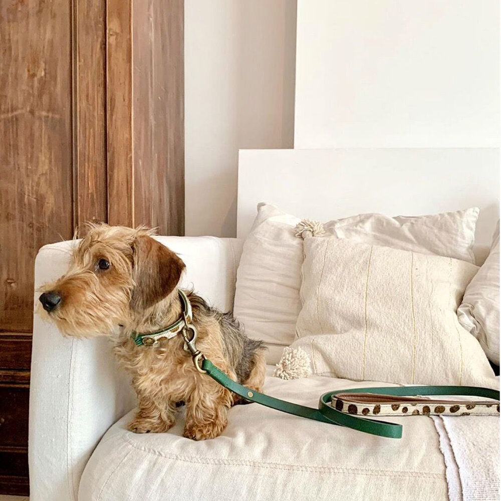  DWAM Dog Leash Ivy