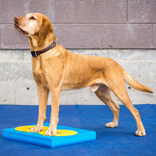  FitPAWS Balance Pad 