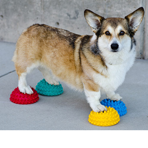  FitPAWS Paw Pods