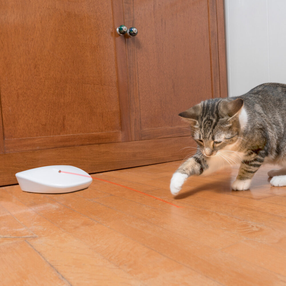  Frolicat Laser Tail Light 