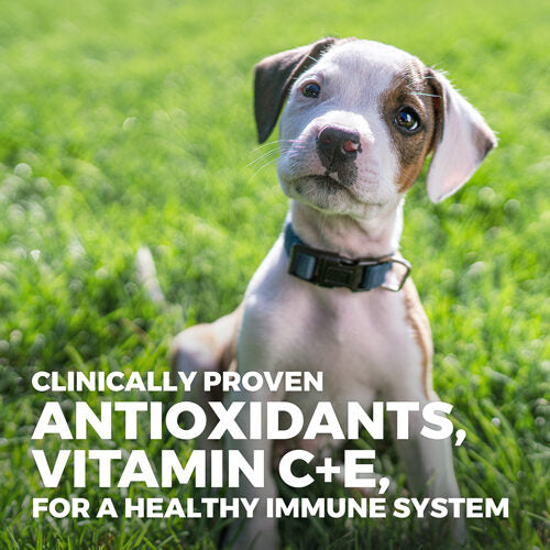  Hill's Science Plan Perfect Digestion Small And Mini Puppy Food