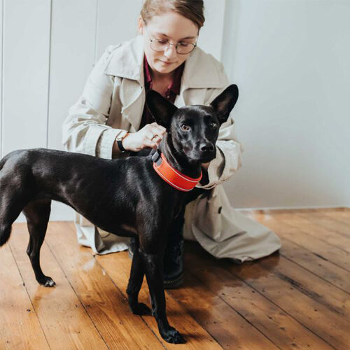  Hunter Collar Divo