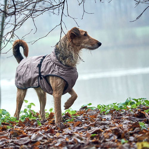 Hunter Dog Coat Uppsala Taupe
