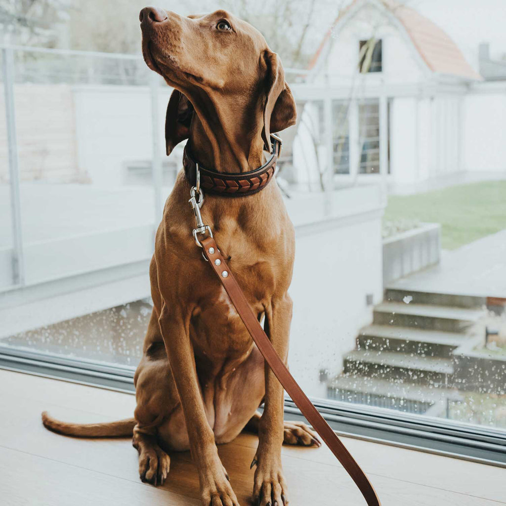  Hunter Training Leash - Brown