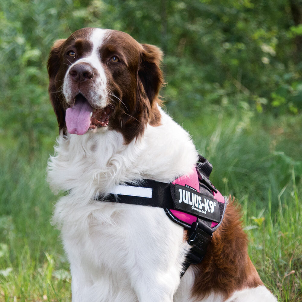  Julius K9 IDC Power Harness