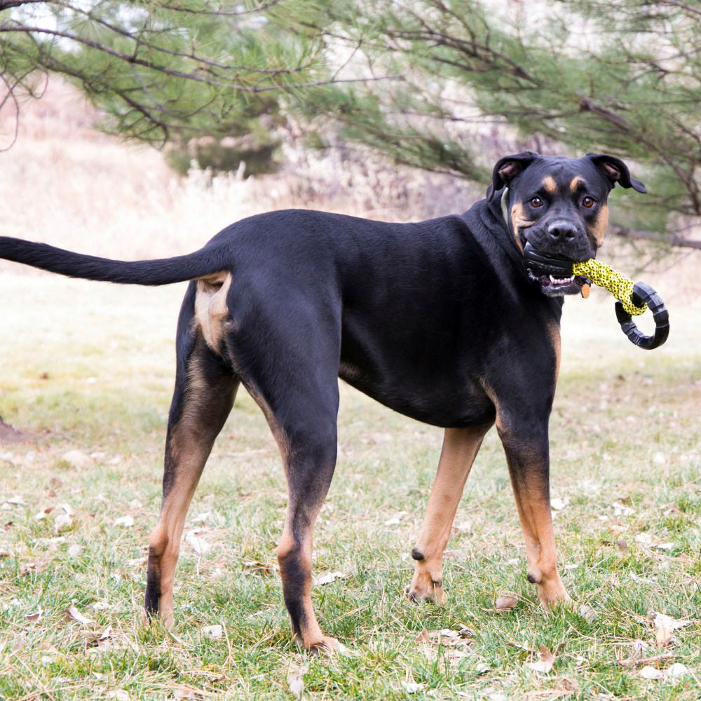  Kong Jaxx Braided Tug