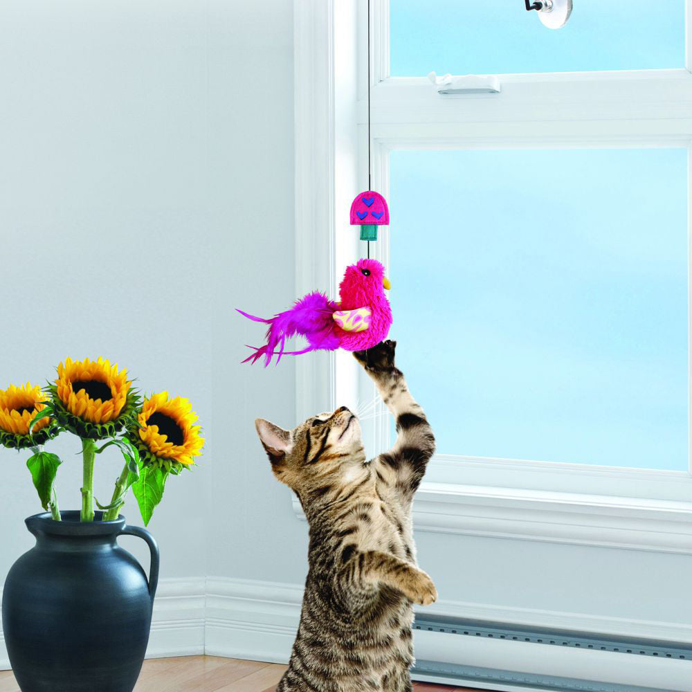 Ferribiella KONG Cat - Window Teaser