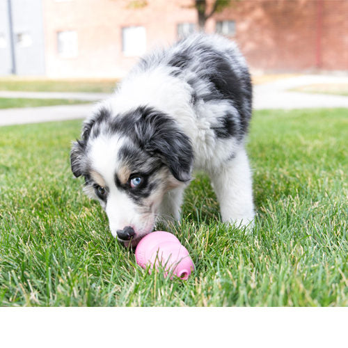 Beeztees KONG Puppy