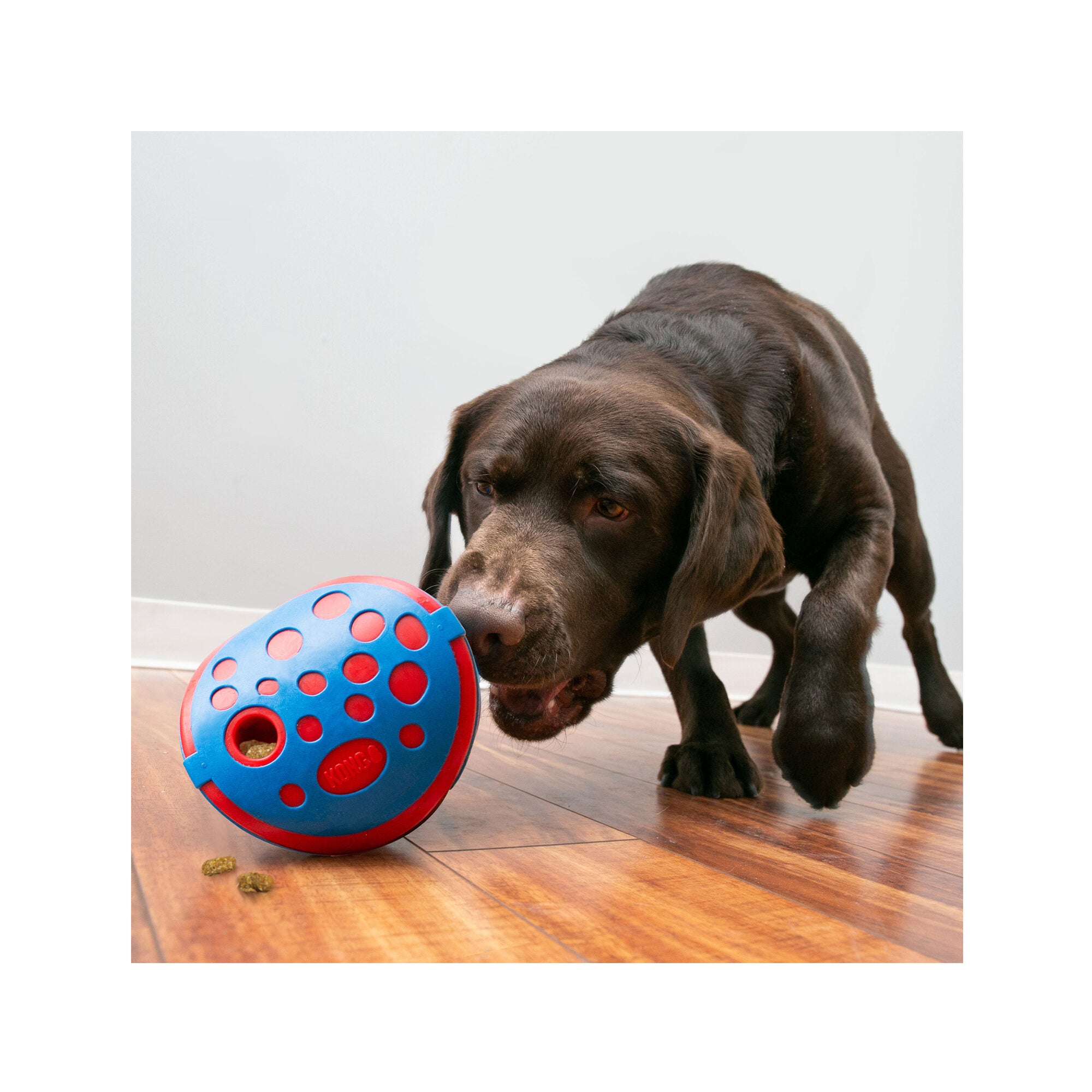  Kong Rewards Wally Dog 