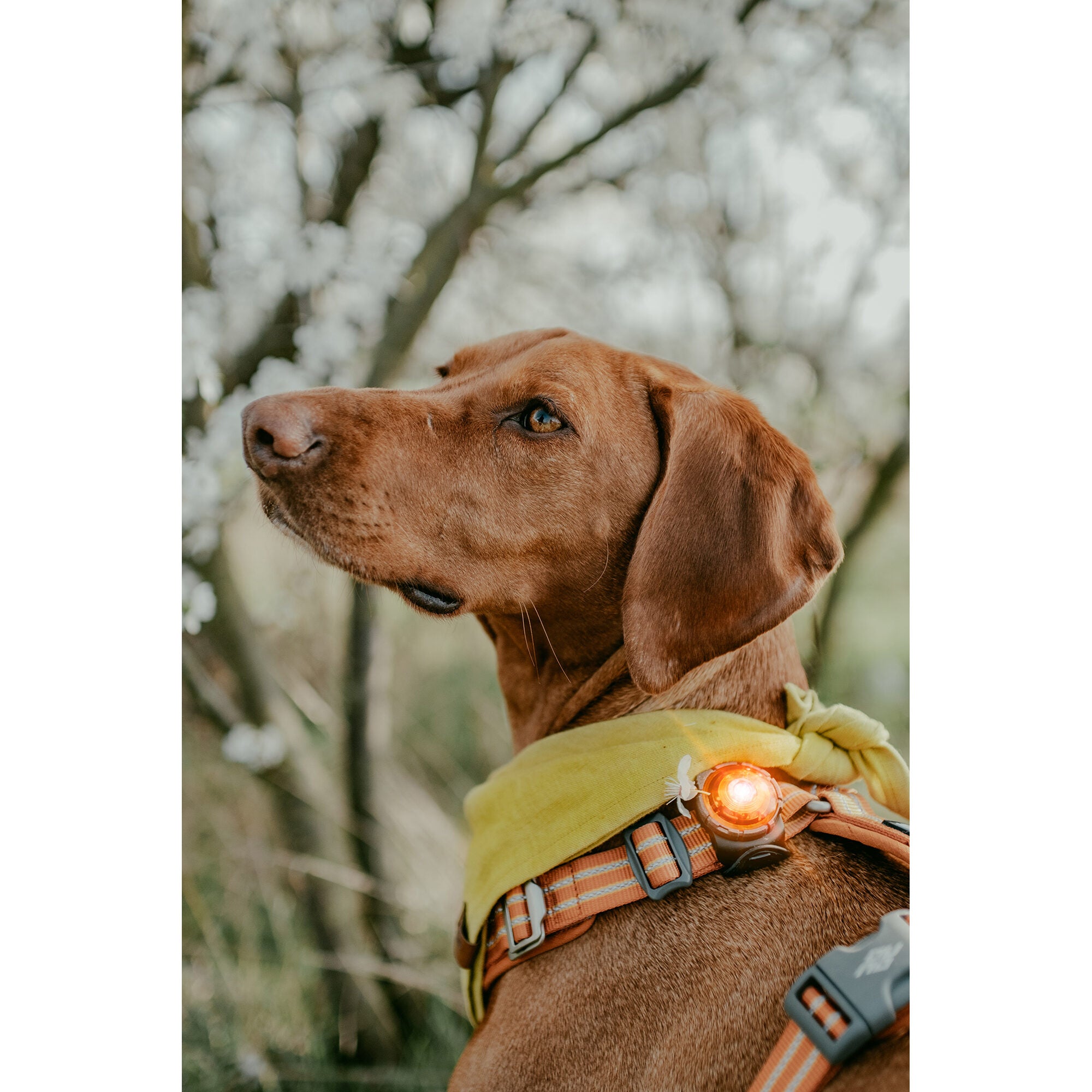  Orbiloc LED Safety Light