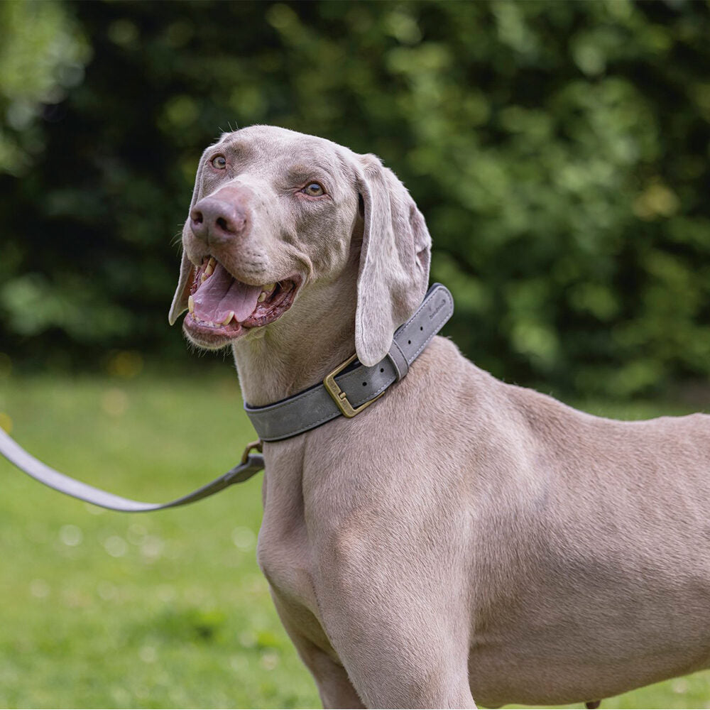  Beeztees Balacron Ax Faux Leather Collar – Dog