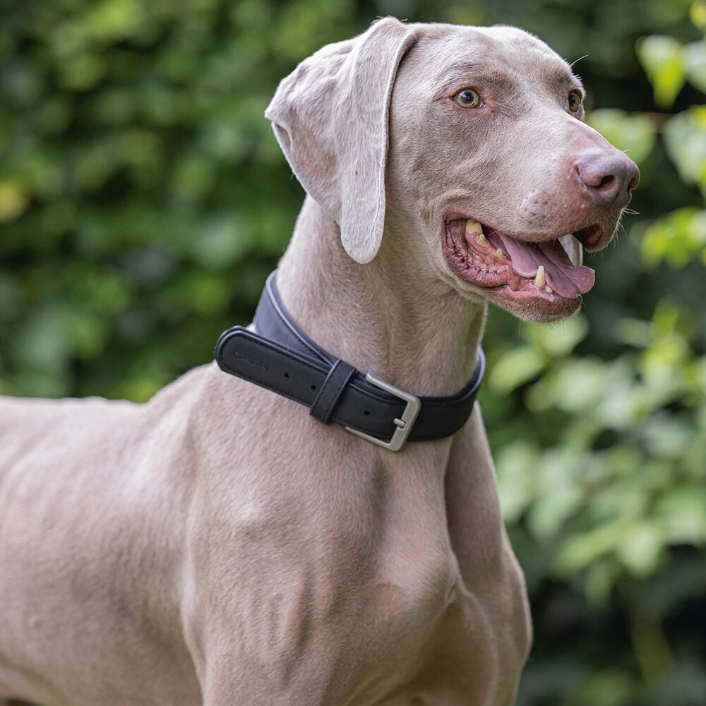  Beeztees Balacron Ax Faux Leather Collar – Dog