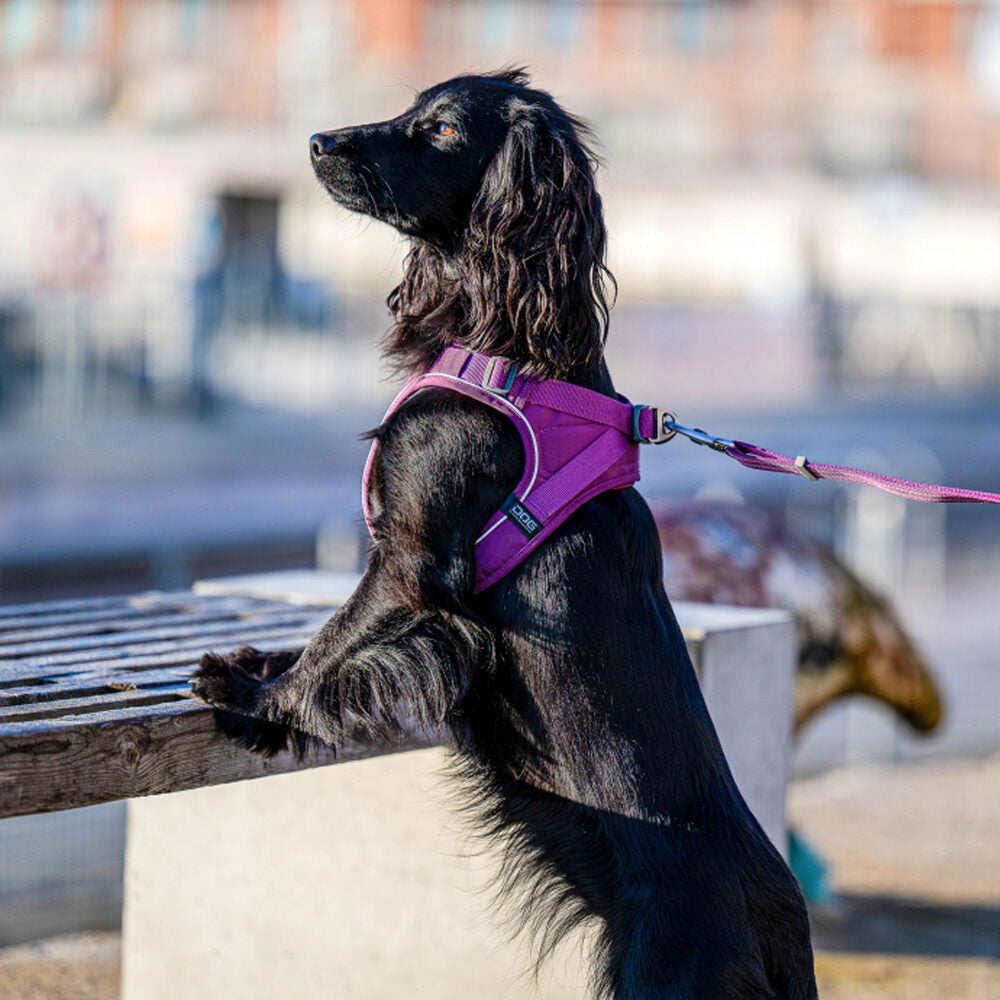  DOG Copenhagen Comfort Walk Go™ Harness
