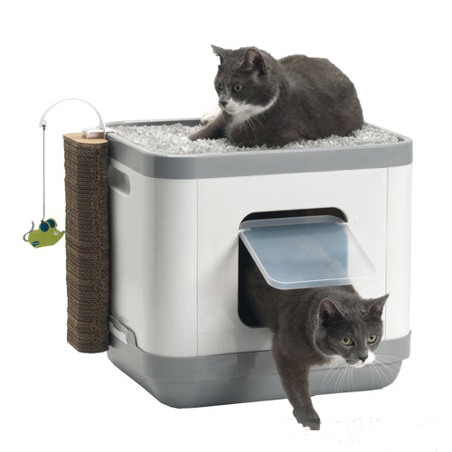 Moderna Cat Concept