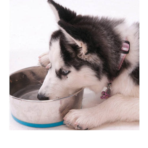  Rogz Slurp Bowlz