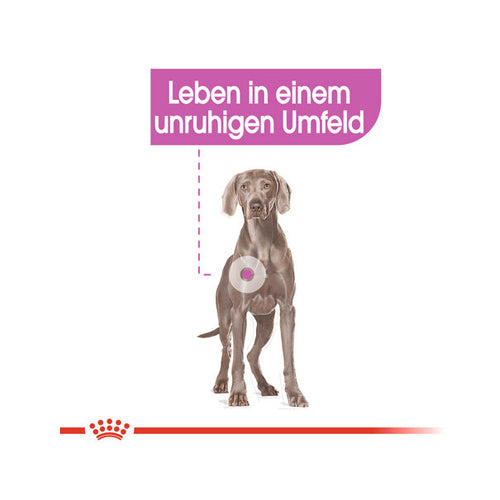  Royal Canin Maxi Relax Care - Dog Food
