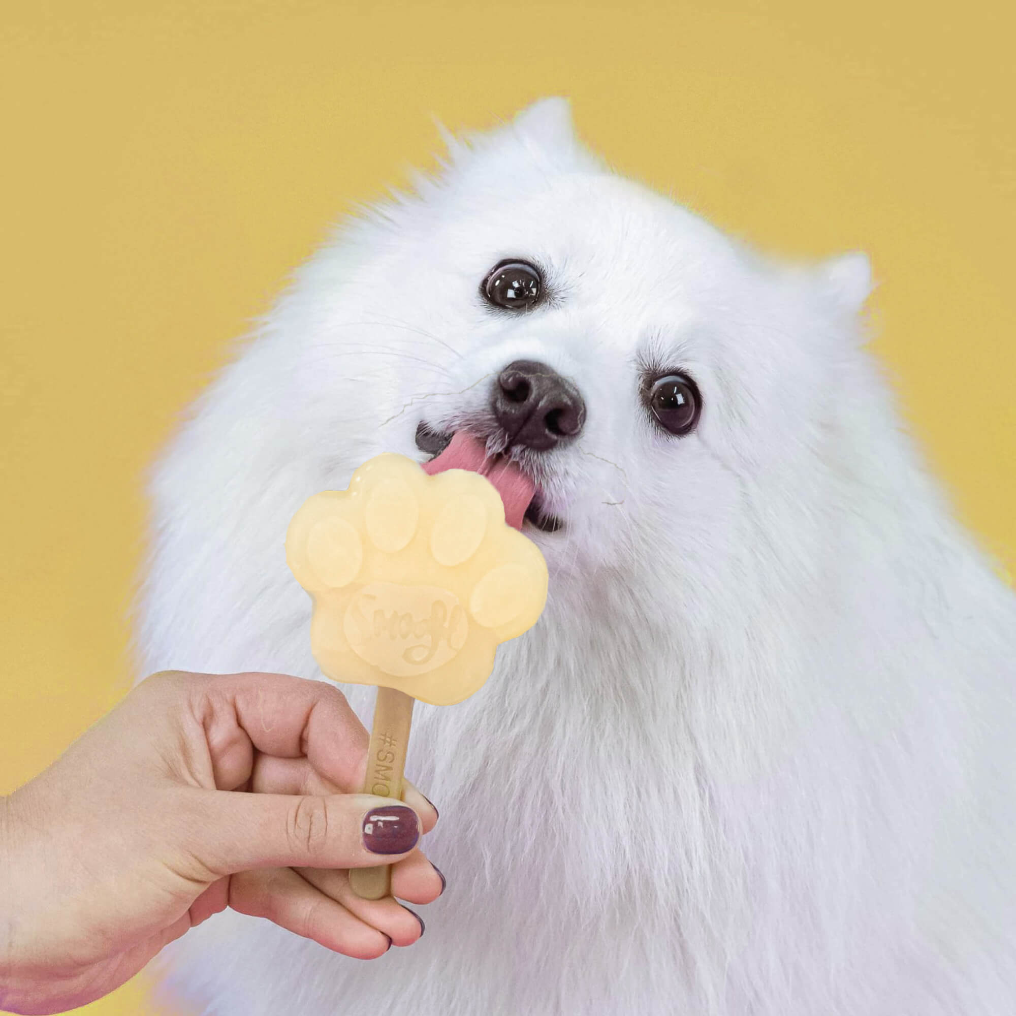 Smoofl Dog Ice Starter Kit - Medium