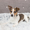  Trixie Furniture Protector Dog Bed Harvey