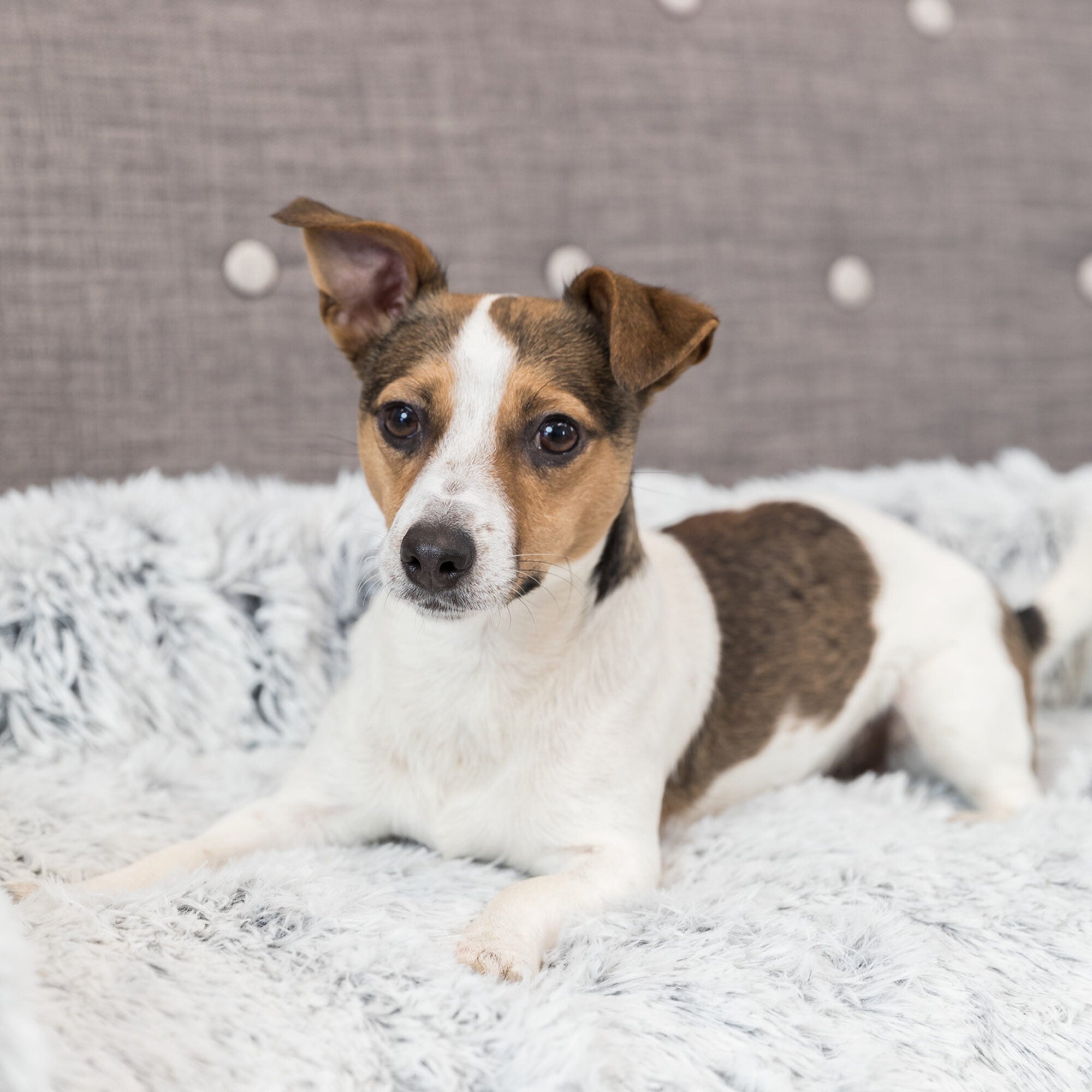  Trixie Furniture Protector Dog Bed Harvey