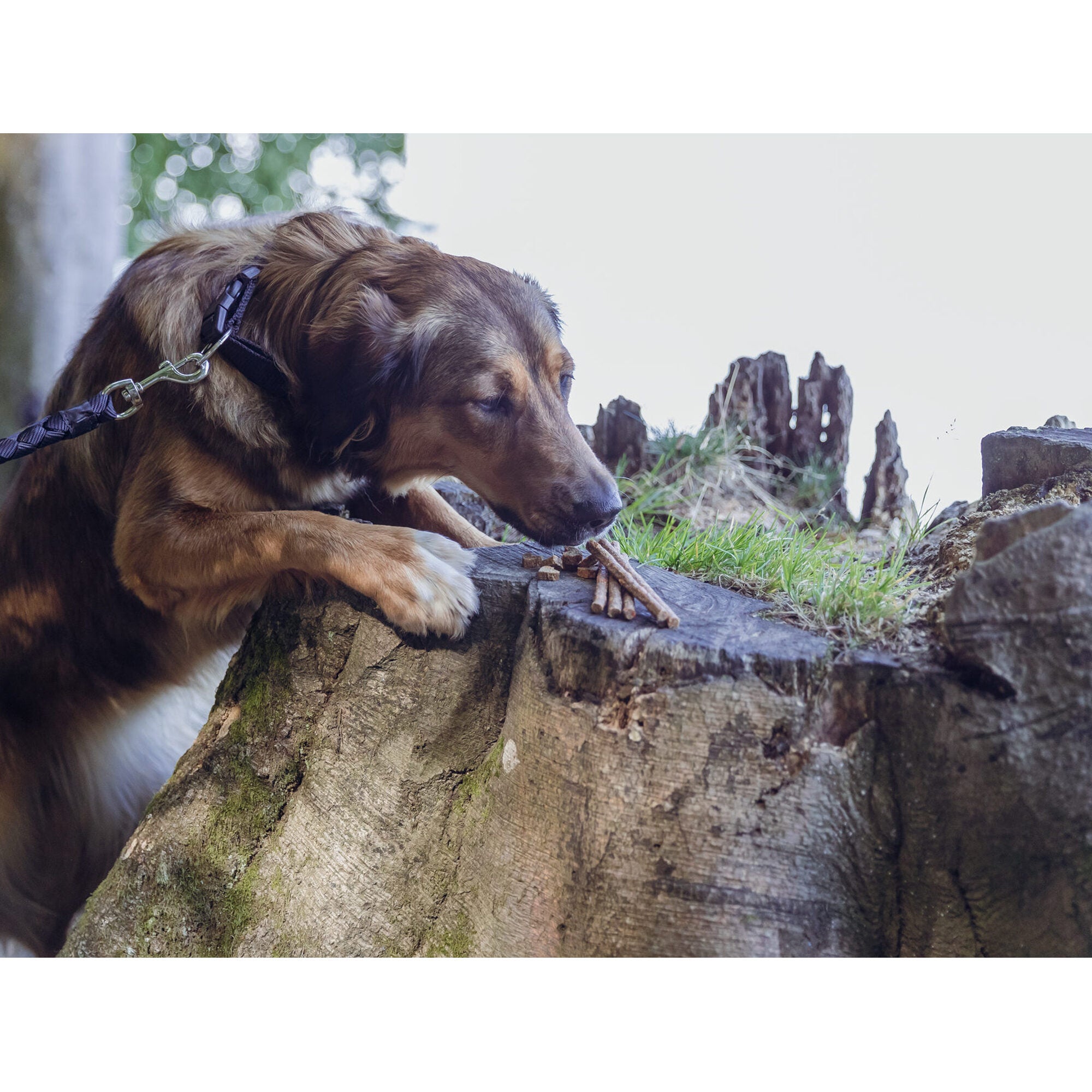Biofood Trixie Insect Sticks With Mealworms