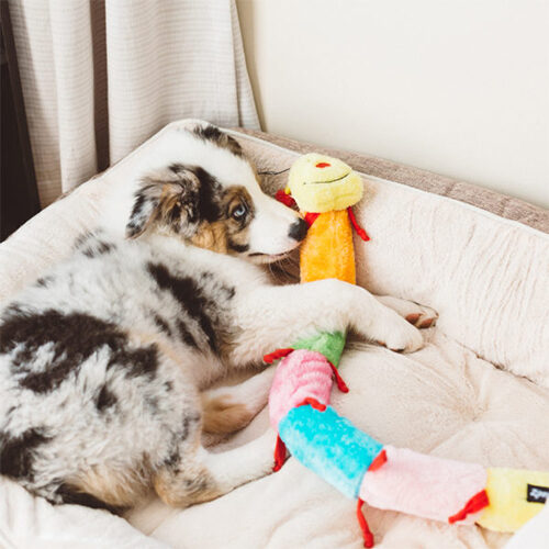  ZippyPaws Caterpillar Deluxe
